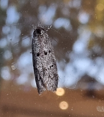 Heteromicta pachytera