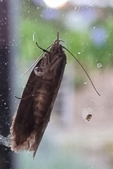 Heteromicta pachytera