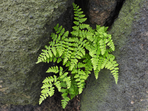 Hypodematium glandulosopilosum iNat (1)