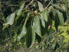 Populus longifolia