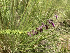 Syncolostemon heterophyllus