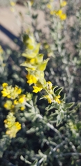 Anthyllis cytisoides