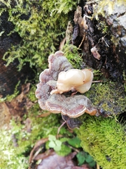 Auricularia mesenterica