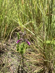 Syncolostemon heterophyllus