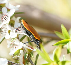 Castiarina rufipennis