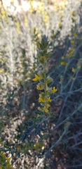 Anthyllis cytisoides