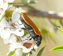 Castiarina rufipennis