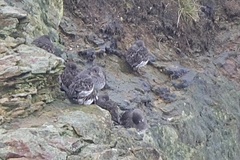 Calidris ptilocnemis