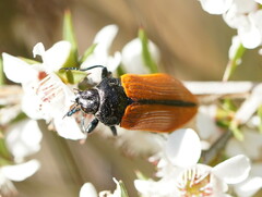 Castiarina rufipennis