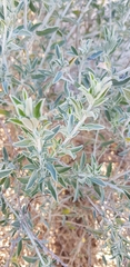 Anthyllis cytisoides