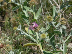 Rhodanthidium siculum