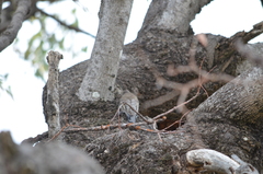 Cormobates leucophaea