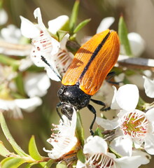 Castiarina rufipennis