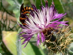 Rhodanthidium siculum
