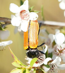 Castiarina rufipennis