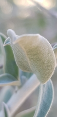 Anthyllis cytisoides