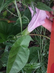 Calystegia sepium roseata x Silvatica disjuncta