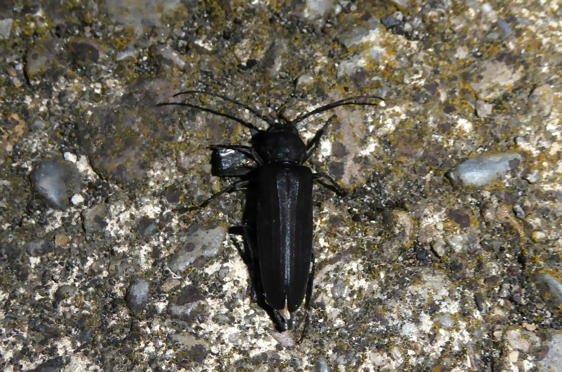 Arhopalus ferus (Mulsant, 1839)
