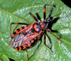 Rhynocoris iracundus