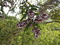 Machaerium aculeatum