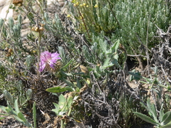 Centaurea seridis maritima