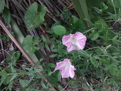 Calystegia sepium roseata x Silvatica disjuncta