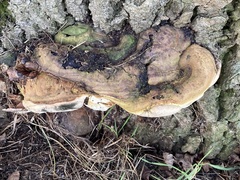 Ganoderma adspersum
