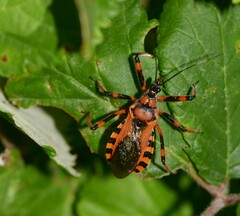Rhynocoris iracundus