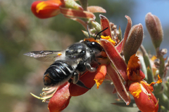 Megachile chrysopyga