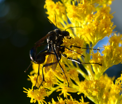 Eremnophila aureonotata