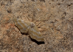 Idaea mimosaria
