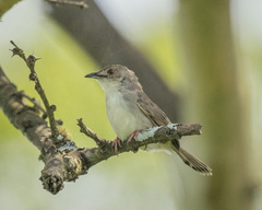 Cisticola natalensis
