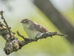 Cisticola natalensis