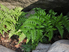 Anisocampium niponicum