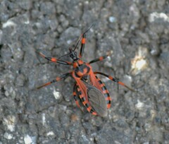 Rhynocoris iracundus