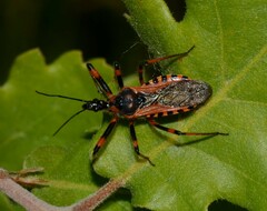 Rhynocoris iracundus