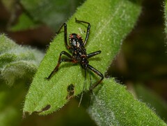 Rhynocoris iracundus