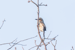 Hypsipetes amaurotis