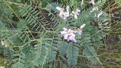 Vicia cassubica