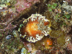 Goniobranchus collingwoodi
