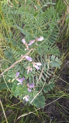 Vicia cassubica