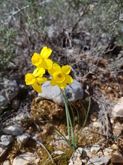 Narcissus assoanus