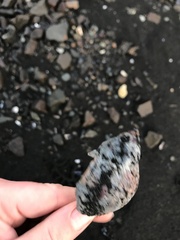 Buccinidae