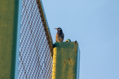 Spodiopsar cineraceus