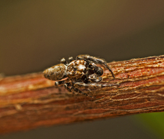 Paraphilaeus daemeli