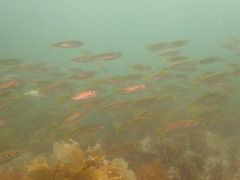 Trachurus novaezelandiae