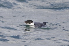 Synthliboramphus antiquus