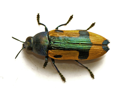 Castiarina skusei
