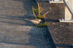 Motacilla alba lugens