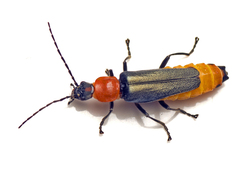 Chauliognathus tricolor